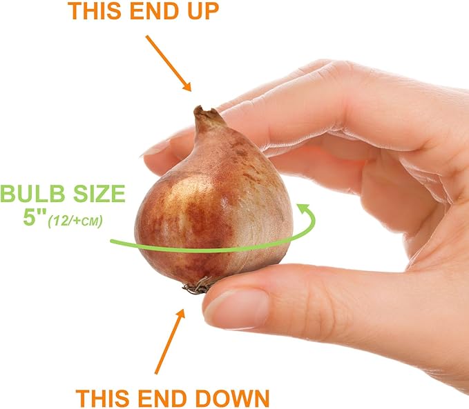 Garden State Bulb Darwin Hybrid Red Impression Tulip Bulbs, 12/+ cm, Fall Planting (Bag of 50)