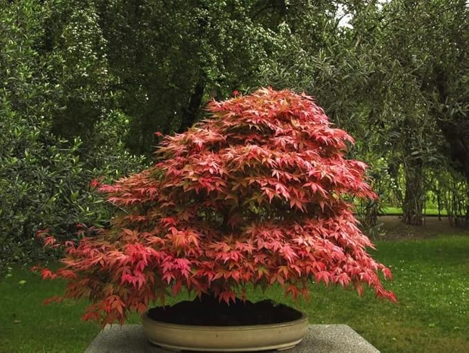 Red Japanese Maple Trees 2-Pack โ Live Plants, 2-3 Ft Tall, Stunning Foliage
