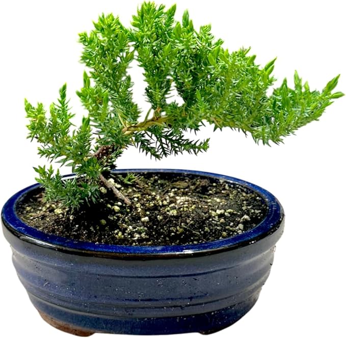 Live Green Mound Juniper Outdoor Bonsai Tree | Indoor/Outdoor | Great for Beginner