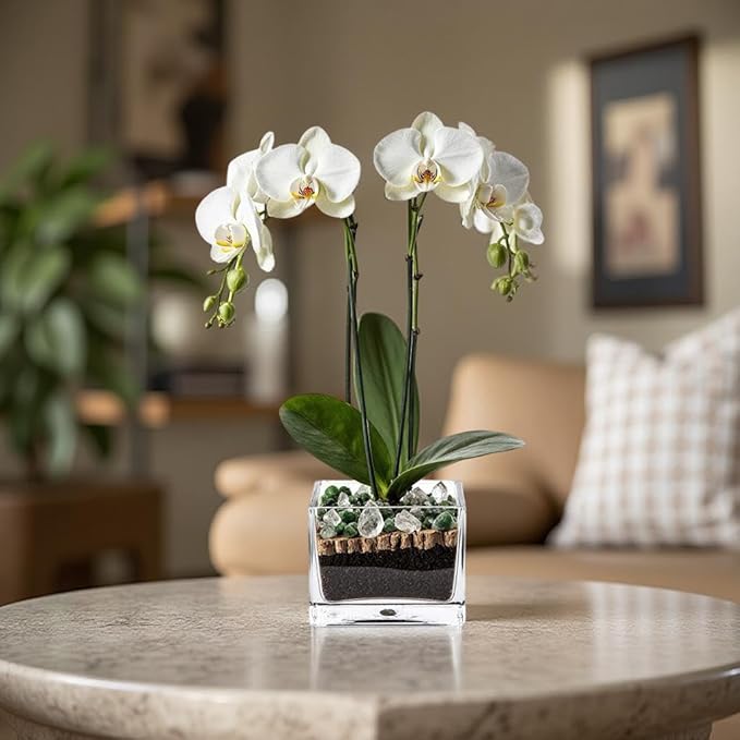 Premium White Phalaenopsis Orchid Plant - Live Double Stem with Clear Quartz and Green Aventurine Crystal - Indoor Flowering Houseplant Gift - Perfect for Birthday Anniversary