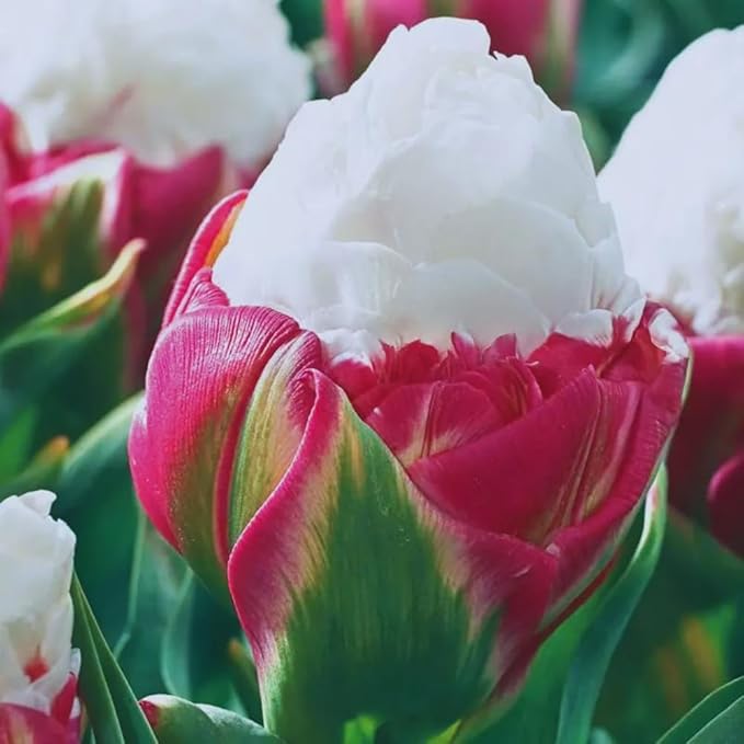 10 Tulip Bulbs for Fall Planting Bulk, Ice Cream Tulip Bulbs for Growing Indoors, Flower Bulb Spring Fall