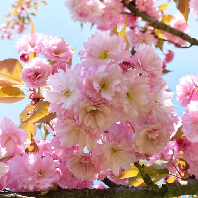 Kwanzan Cherry Blossom Tree, Double Pink Cherry Blossom, 8 to 12 Inch Tall Cherry Blossom Tree Live in Pot, Perennial Cherry Blossom Sapling, Cherry Blossom Tree Plant