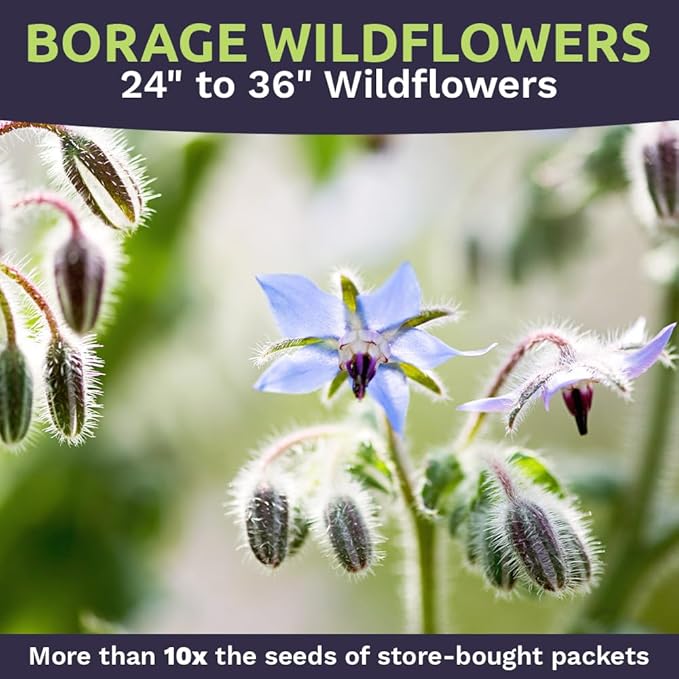 Borage Seeds – Extra Large Packet – Over 1,200 Open Pollinated Non-GMO Wildflower Seeds – Borago officianalis