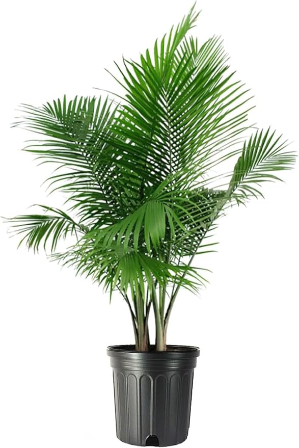 American Plant Exchange Majesty Palm – 10-Inch Pot – Live Tropical Houseplant with Arching Green Fronds, Easy Care Indoor or Patio Plant for Home, Office, Apartment & Landscape Décor