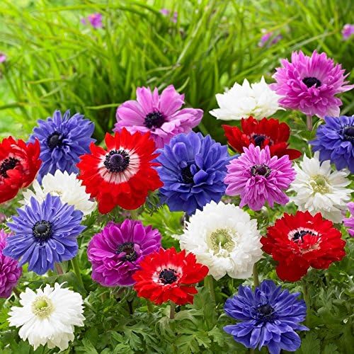 Easy to Grow Anemone St. Brigid Mix 60 Plant Bulbs - Blue Violet, Pink, Red & White Double Flowers in Spring Outdoor, Full to Partial Sun