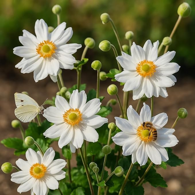 Perennial Farm Anemone x Hybrida 'Whirlwind' – Live Windflower in #1 Container, Semi-Double White Blooms, Long Blooming, Deer Resistant, Great for Borders, Shade Gardens & Pollinator Habitats