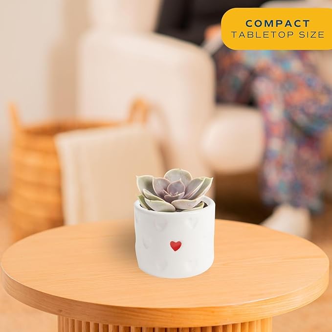 Costa Farms Succulent Plant, Live Indoor Plant Mini Succulent in Cute Decor Plant Pot, Potting Soil Mix, Grower's Choice, Room Decor, Housewarming Gift, 2-Inches Tall