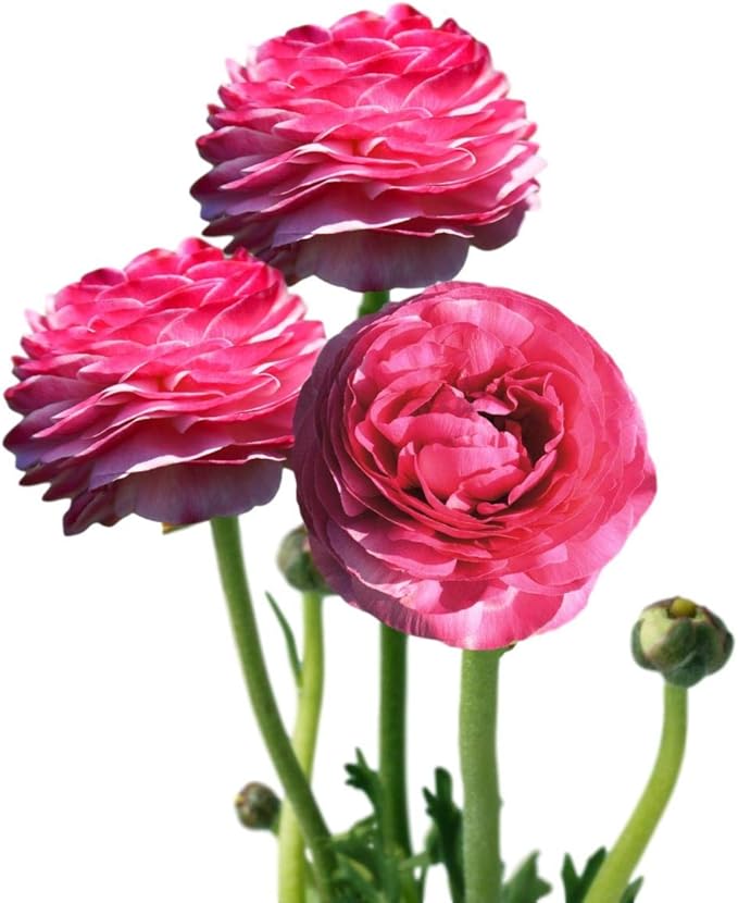 Easy to Grow Ranunculus Tecolote Pink - 10 Plant Bulbs, Pink Flowers in Spring, Full Sun Mediterranean Carlsbad Flower Fields