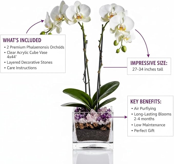 Premium White Phalaenopsis Orchid Plant - Live Double Stem with Amethyst Crystal - Indoor Flowering Houseplant Gift - Perfect for Birthday Anniversary