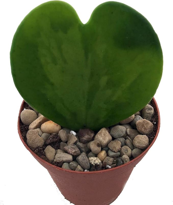 Amazing Sweetheart Waxplant - Hoya Kerri -2" Pot