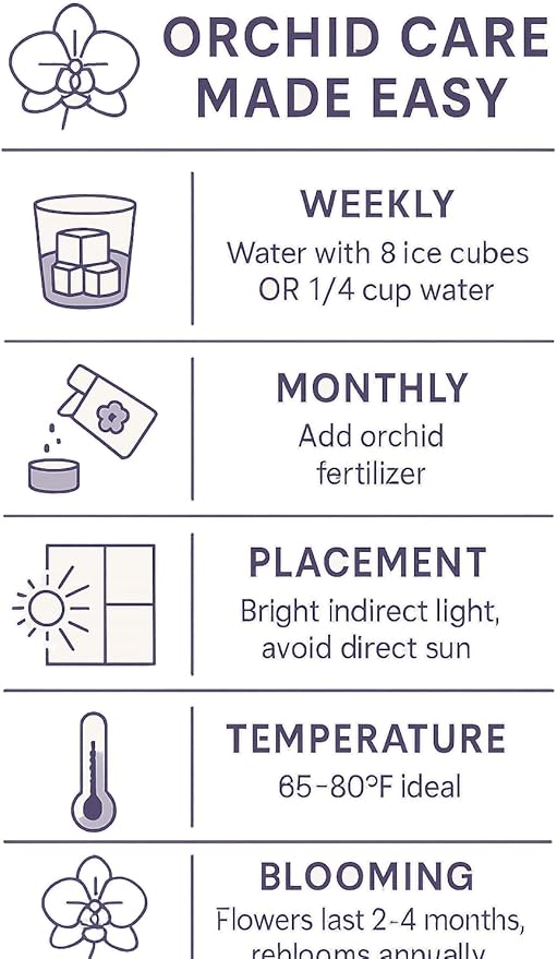 Premium White Phalaenopsis Orchid Plant - Live Double Stem with Amethyst Crystal - Indoor Flowering Houseplant Gift - Perfect for Birthday Anniversary