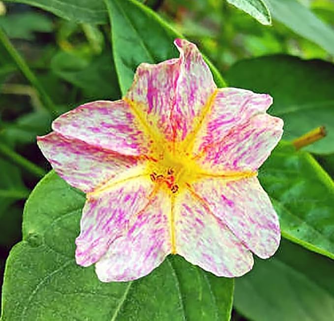 80 Broken Colors Four O'Clock Seeds - Tender Perennial That Reseeds Easily