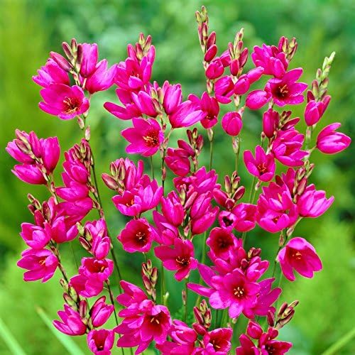 Easy to Grow Ixia 'Mabel' Plant Bulbs (20 Pack) - Magenta Pink Flowering Blooms in Spring to Summer Gardens