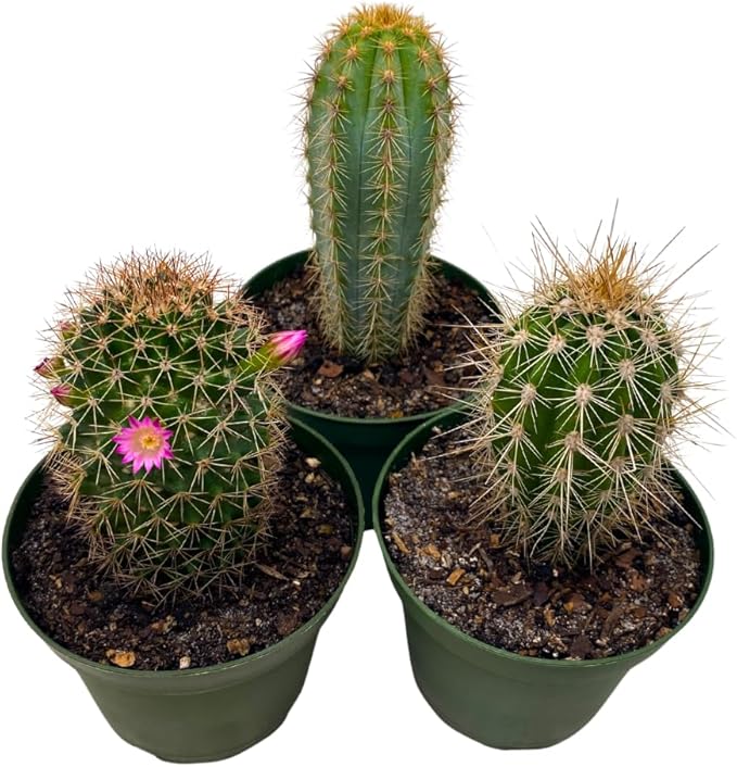 BubbleBlooms Column Cactus Assortment, 4 inch Set of 3, Silver Torch, Blue Column, Yellow, Old Man Fuzzy, Variety Cacti