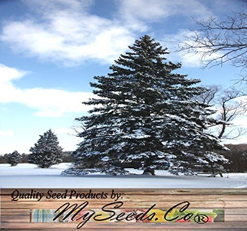 Cedar, Dogwood, Pine, Redwood, Spruce, Tree Seed by MySeeds.Co, You Choose The Color n Quantity (1 Pack, Blue Spruce - Big Pack)