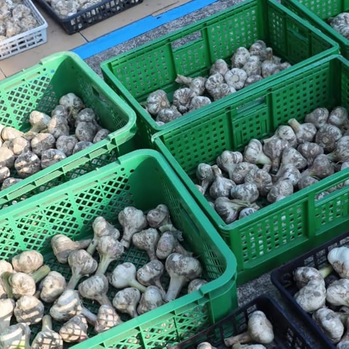 1 Pound Garlic for Planting in Fall Hardneck, 8-10 Large Garlic Bulbs for Planting, Fresh and High Yield Bulb Variety Pack, Hardy and Fast Growing