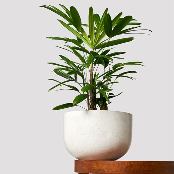 American Plant Exchange Lady Palm – 6-Inch Pot – Live Easy Care Indoor Houseplant, Air-Purifying, Low-Light Tropical Palm for Home, Office, Apartment, and Indoor Décor