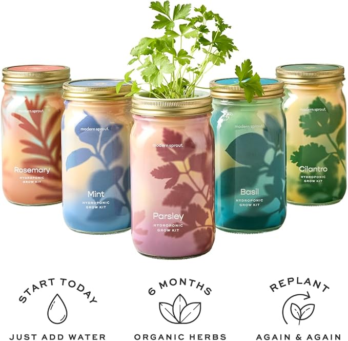 Modern Sprout Mason Garden Jar - Self-Watering Hydroponics Growing System Kit with Organic Herb Seeds - Jar Planter for Indoor Herb Garden - Seed Starter Kit - Home Decor & Gifting - Basil+Cilantro