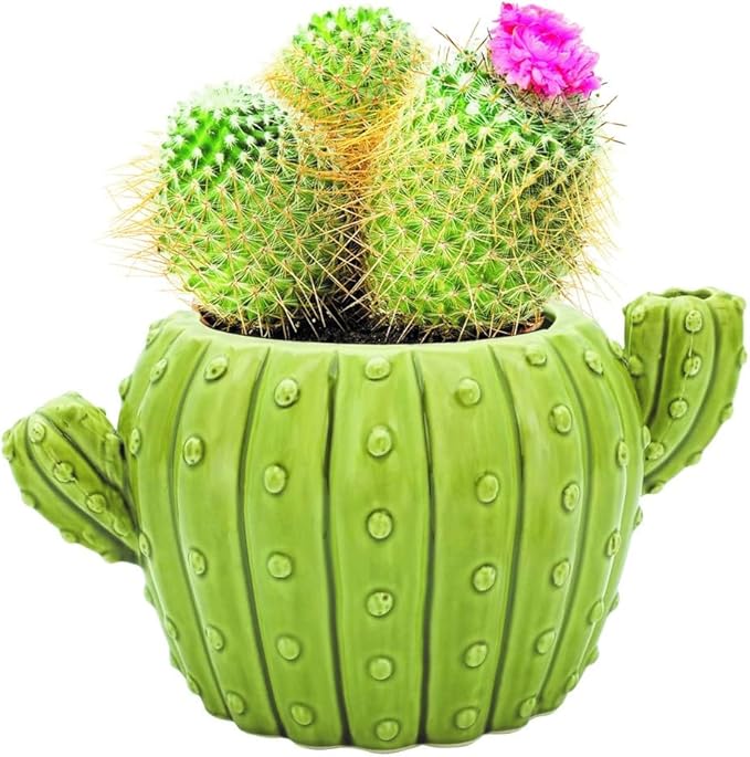BUZZY Seeds 4pk Mini Cactus Grow Kit with Ceramic Planter, Succulent Seeds, Growing Medium, Easy Instructions, Indoor Gardening Gift for Beginners, Birthdays, Housewarming and Home or Office Décor