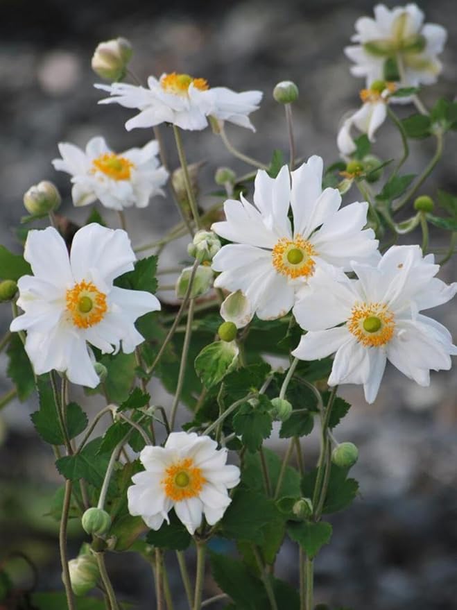 Perennial Farm Anemone x Hybrida 'Whirlwind' – Live Windflower in #1 Container, Semi-Double White Blooms, Long Blooming, Deer Resistant, Great for Borders, Shade Gardens & Pollinator Habitats