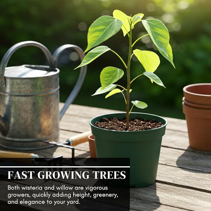 Alexa's Elegant Weeping Duo - 4 Live Trees to Plant - 2 Stunning Live Potted Blue Chinese Wisteria Seedlings - 2 Gold Weeping Willow Cuttings to Grow - Make Your Yard Stand Out