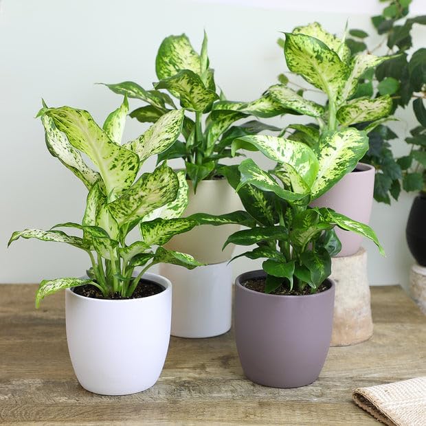 Gardenera Premium DIEFFENBACHIA Potting Soil Mix - Ideal for Growing Robust and Healthy Dieffenbachia - 3 Quart