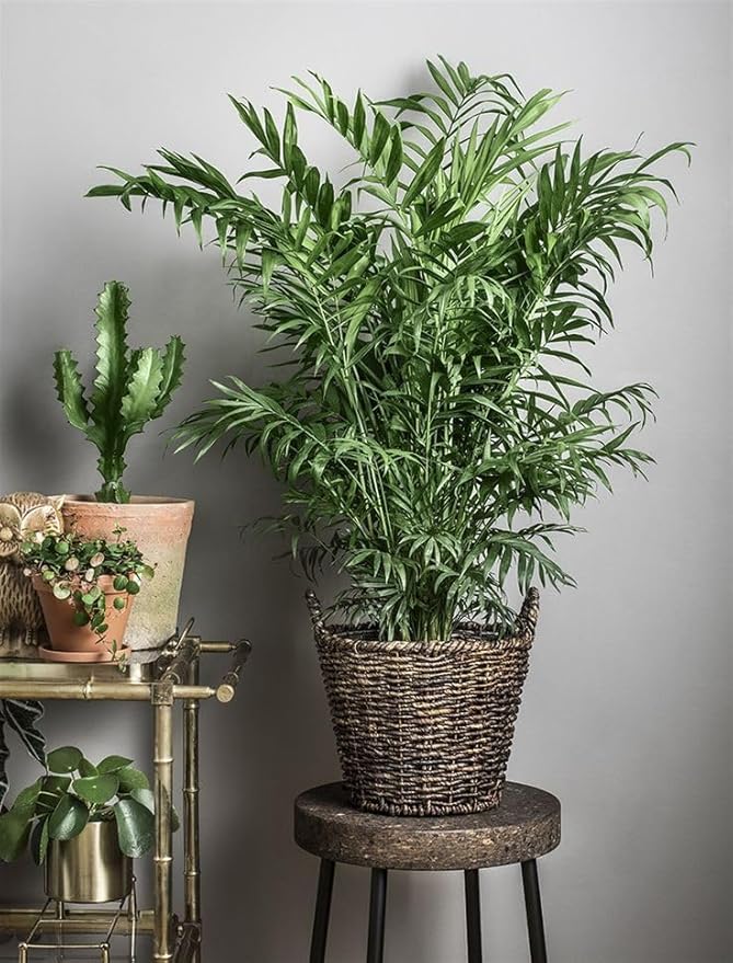 Seeds Parlor Palm (Chamaedorea elegans) Perennial Tree