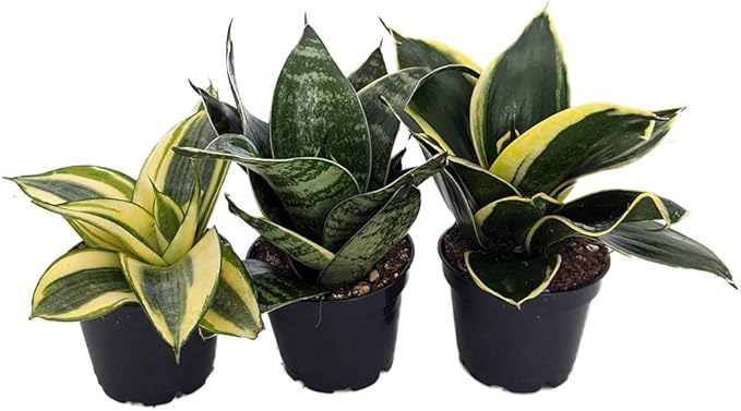 Birdsnest Snake Plant Collection - Sanseveria - 3 Plants Growing in 2" pots