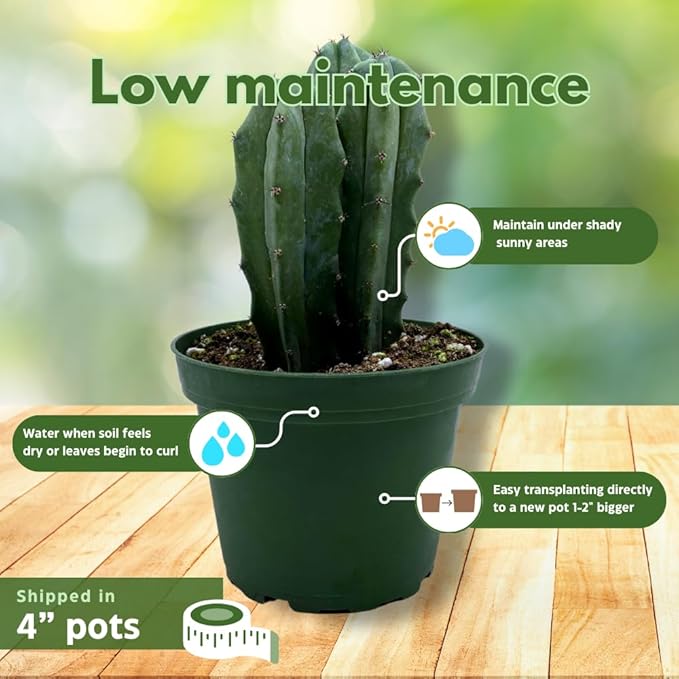 BubbleBlooms Column Cactus Assortment, 4 inch Set of 3, Silver Torch, Blue Column, Yellow, Old Man Fuzzy, Variety Cacti