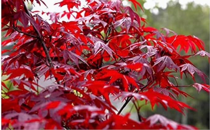 Red Japanese Maple Trees 2-Pack โ Live Plants, 2-3 Ft Tall, Stunning Foliage