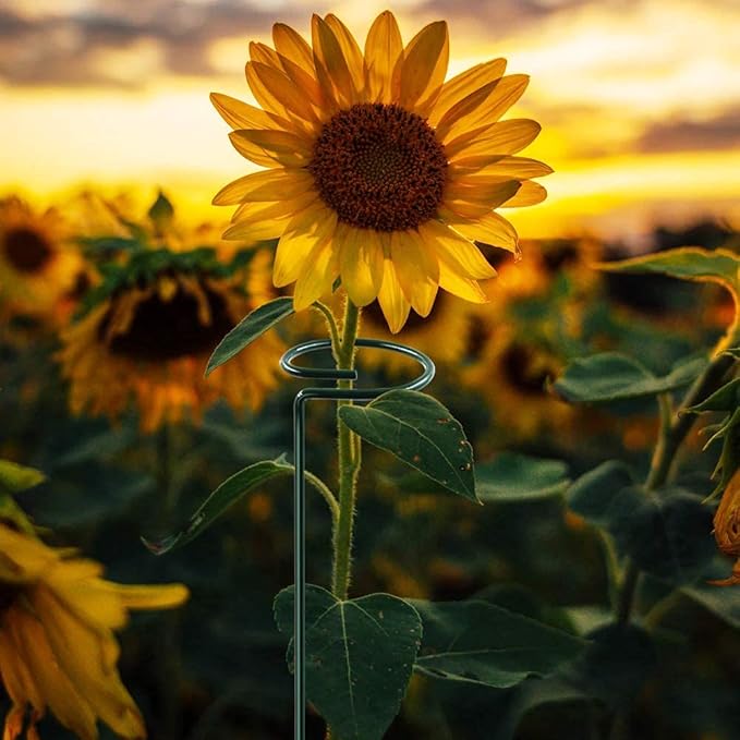 HiGift 20 Pack 24 Inch Plant Support Stakes, Single Stem Flower Support Stakes and Rings for The Garden, Metal Garden Stakes for Tall Plant Vegetables Amaryllis Orchid Lily Sunflower Rose Narcissus