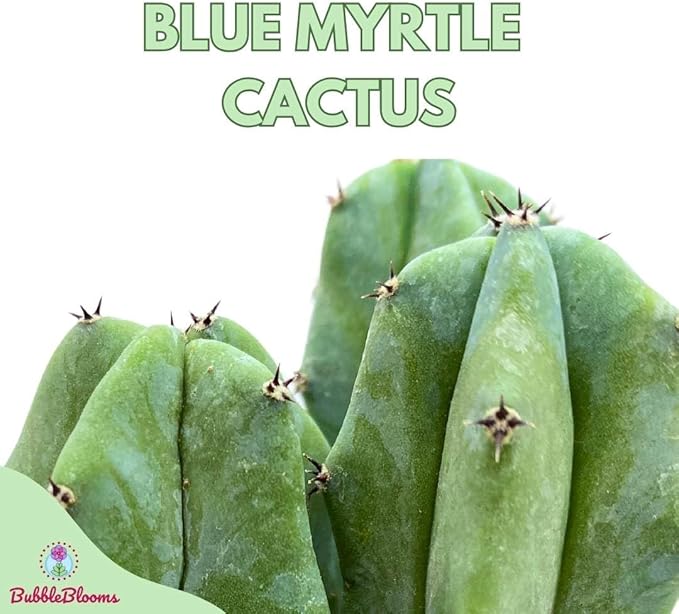 BubbleBlooms Blue Myrtle-Cactus, Myrtillocactus Geometrizans, Blue Candle Stick Cactus, in 4 inch Pot, Long Well Rooted & Healthy