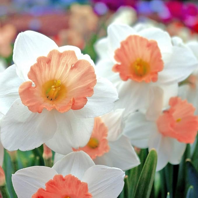 Pink & White Dutch Daffodil Flowers โ 6 Bulbs + Bonus Hummingbird Feeder | Large Cupped Perennials - Spring Bloom | Hardy in Zones 3โ8 | Butterfly & Bee Attracting-Deer Resistant