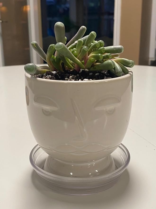 Sprout N Green Baby Toes | Fenestraria rhopalophylla, Live Succulent Fully Rooted in 4 inch Nursery Pot, House Plant Home Office Wedding Decoration DIY Projects Party Favor Baby Shower