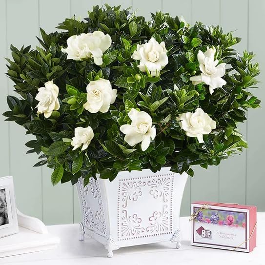 Gardenia Mystery - Gardenia Jasminoides. Hardy Evergreen Shrub with Large, Sweetly Fragrant White Flowers, Ideal for Landscaping and Container Gardening (2 Gardenia Mystery Plants in Sac)