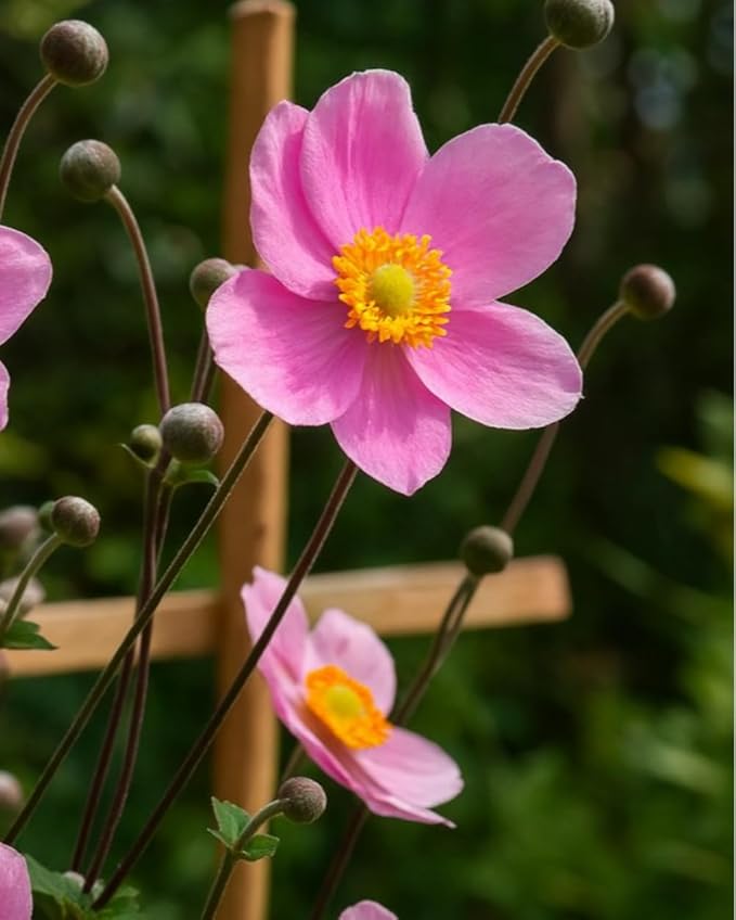 Perennial Farm Anemone Tomentosa 'Robustissima' – Live Windflower Perennial in #1 Container, Soft Pink Blooms, Vigorous & Hardy, Long Blooming, Deer Resistant, Ideal for Borders & Late Summer Color