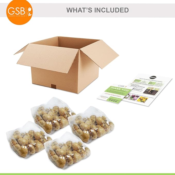 Garden State Bulb Maroon and Orange Mix Triumph Tulip Flower Bulbs, 12/+ cm, Fall Planting (Bag of 100)