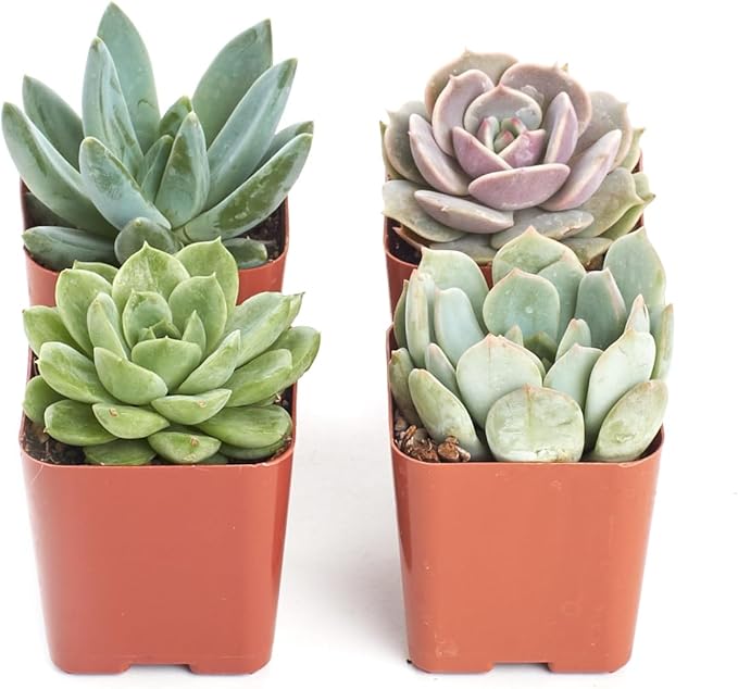 Shop Succulents Rosette Succulent Plant Pack Collection - Live Mini Succulent Plants, Low Maintenance, Floral Shaped Mix of Colors & Textures - Wedding and Party Favors, Gift & Garden, Pack of 4