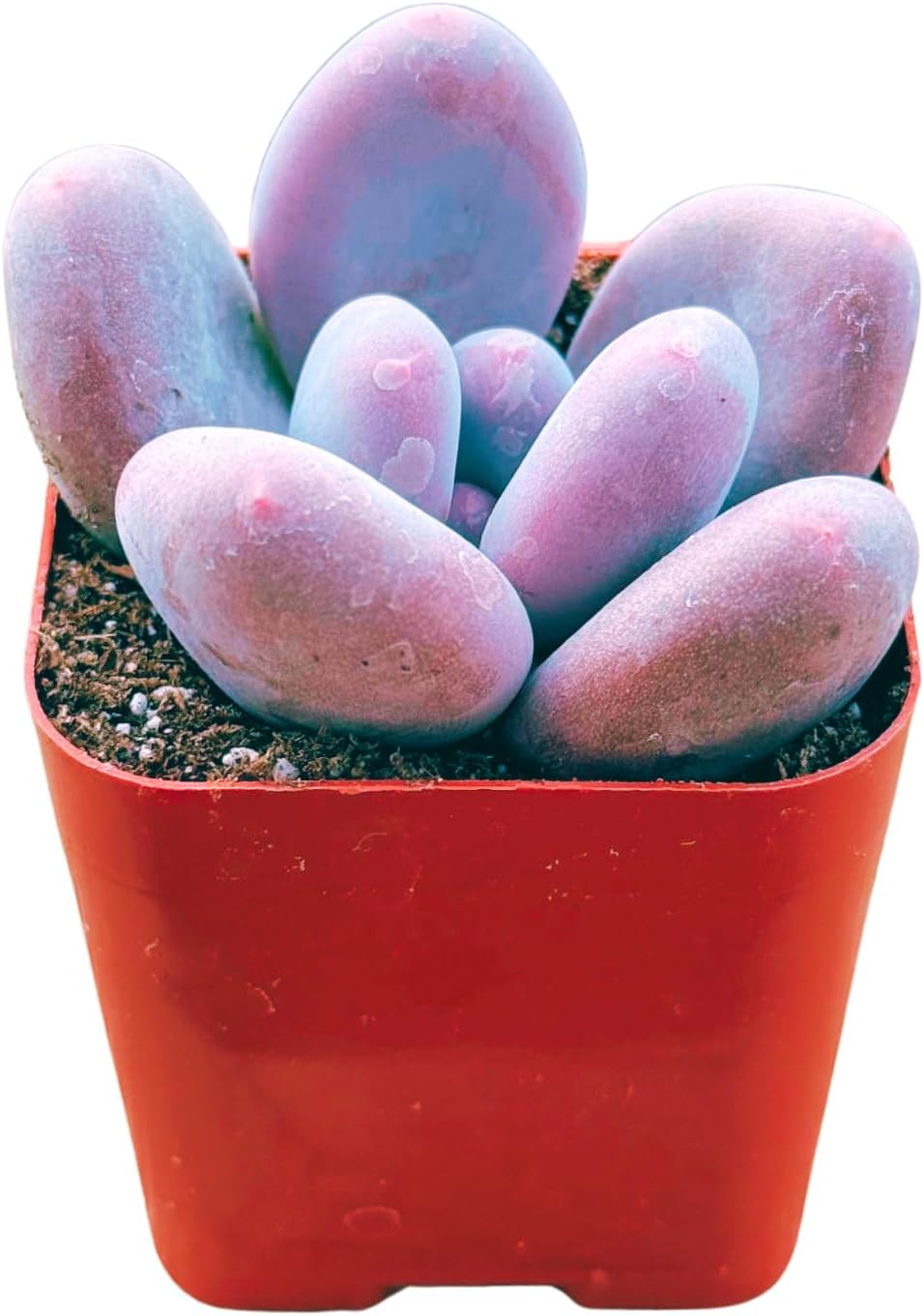 Succulents Plants Live 2" Pachyphytum Pink Moonstone, Live Mini Succulent Plants, Easy Care House Plants Rooted in Succulent Soil Mix, by The Succulent Cult