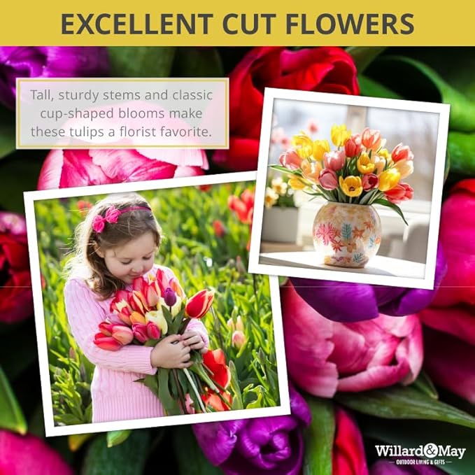 100 Mixed Tulip Flower Bulbs – Bulk Pack of Colorful Tulips for Spring Blooms – Easy Fall Planting - Plant in Gardens, Borders & Flowerbeds - Bulb Size 11/12cm - Willard & May