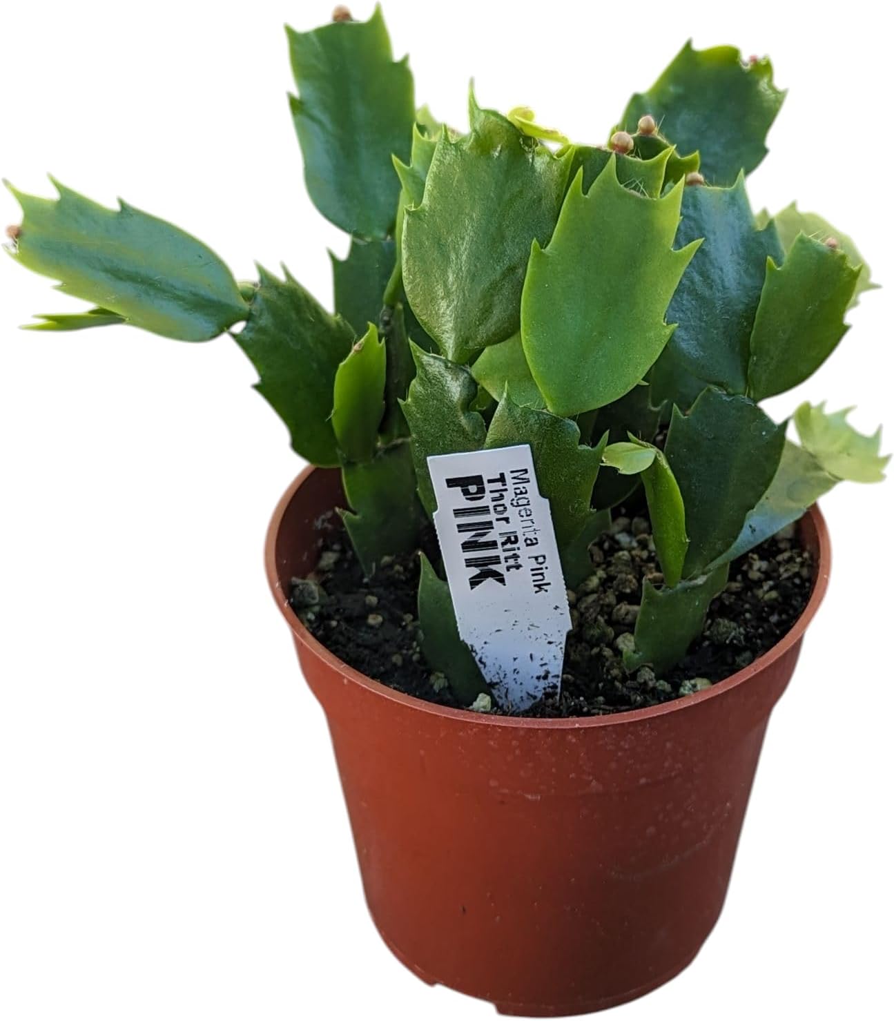 Live Christmas Cactus Plant in 4 Inch Pot, Pink Blooming Holiday Succulent, Indoor Thanksgiving Decor