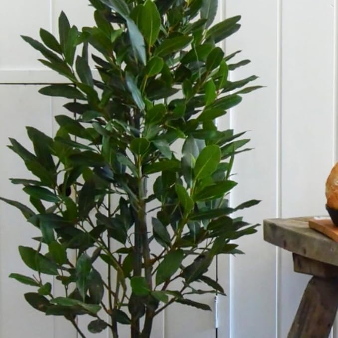 Bay Leaf Tree Live Plant, Laurus Nobilis Live Plant, Sweet Bay Laurel Plant Bay Leaf Plant Live Herbs Growing Indoor Outdoor