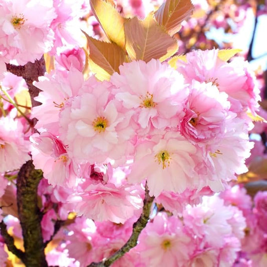 Kwanzan Cherry Blossom Tree, Double Pink Cherry Blossom, 8 to 12 Inch Tall Cherry Blossom Tree Live in Pot, Perennial Cherry Blossom Sapling, Cherry Blossom Tree Plant