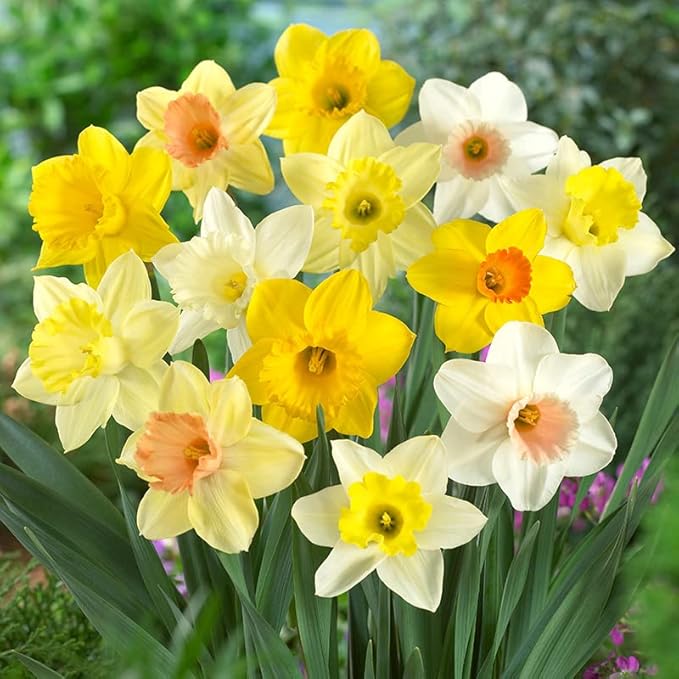 Wholesale Mixed Daffodil Flower Bulbs - 500+ Bulbs per Pack - Deer Resistant - Good as Cut Flowers - Good For Indoor Forcing - Naturalizing - Perennializing - Easy to Grow Live Plants - Outdoor Garden