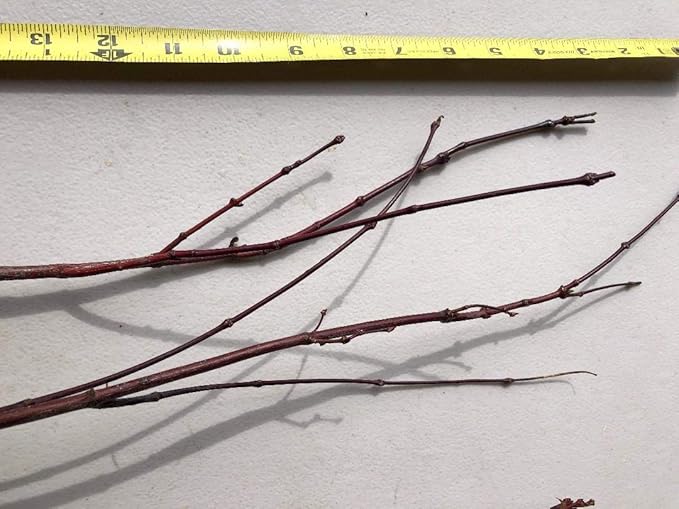 Japanese Red Maple Live Plants Shipped 1-2 Foot Tall