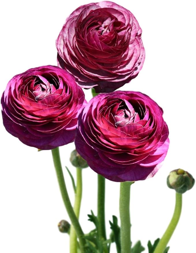 Easy to Grow Ranunculus Tecolote Merlot 10 Plant Bulbs - Purple & White Flowers in Spring, Full Sun Outdoor Zones 8-10, Mediterranean Carlsbad Flower Fields