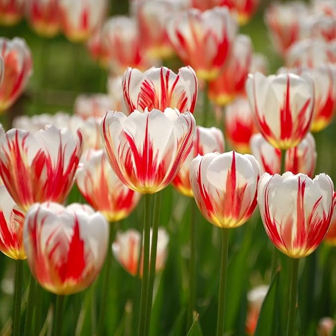 Mixed Sorbet Tulips โ 8 Bulbs | Pink, Red & White Perennial Flowers - Spring Blooming | Easy-to-Grow Rembrandt Tulips for Rock Gardens, Borders & Containers โ Zones 3โ8 | Butterfly & Bee Attracting