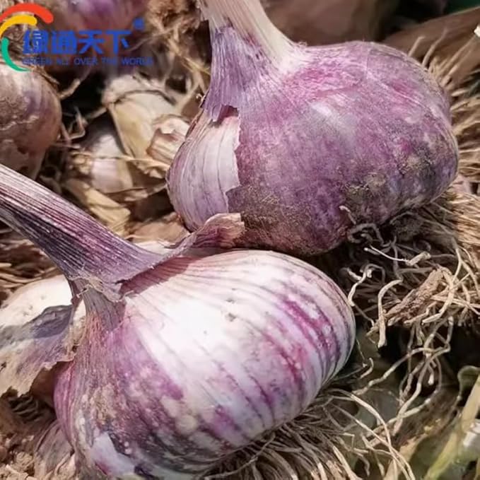 1 Pound Garlic for Planting in Fall Hardneck, 8-10 Purple Garlic Bulbs for Planting, Fresh and High Yield Bulb Variety Pack, Hardy and Fast Growing