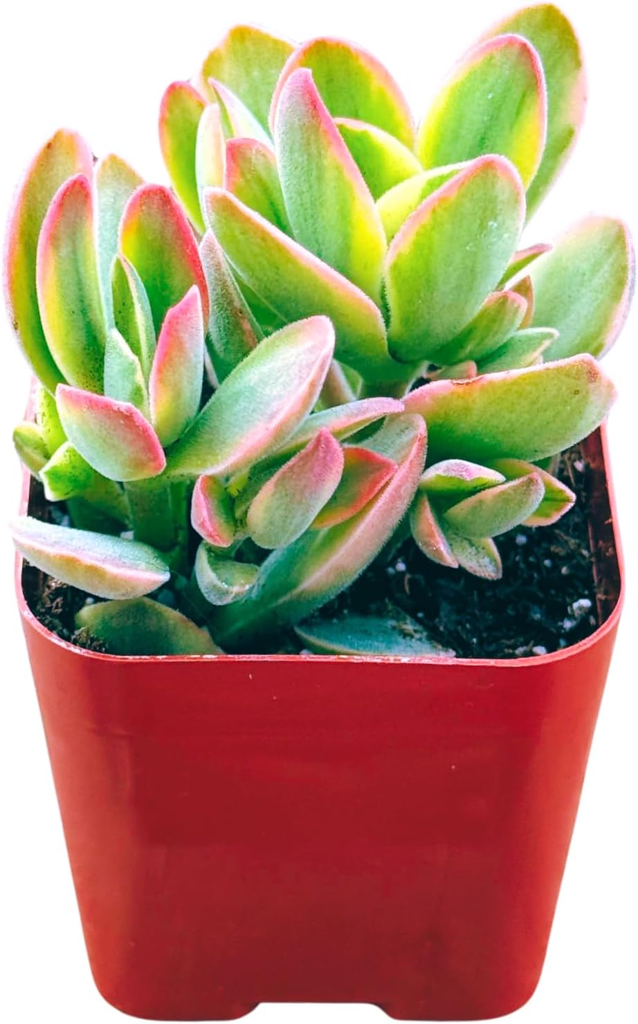 Succulents Plants Live 2inch Live Mini Succulent Plants, Easy Care House Plants Rooted in Succulent Soil Mix, by The Succulent Cult (Crassula Money Maker Variegated, 2 Inch)