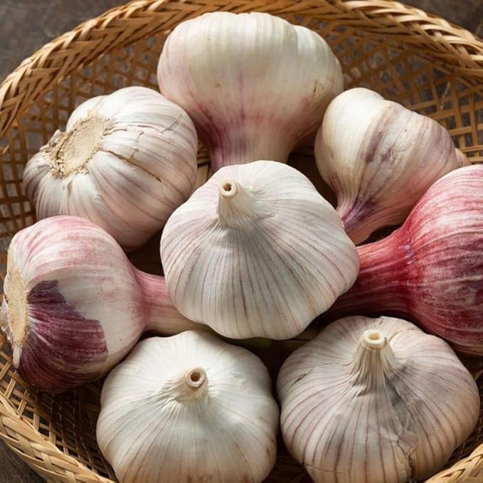 1 Pound Garlic for Planting in Fall Hardneck, 8-10 Large Garlic Bulbs for Planting, Fresh and High Yield Bulb Variety Pack, Hardy and Fast Growing